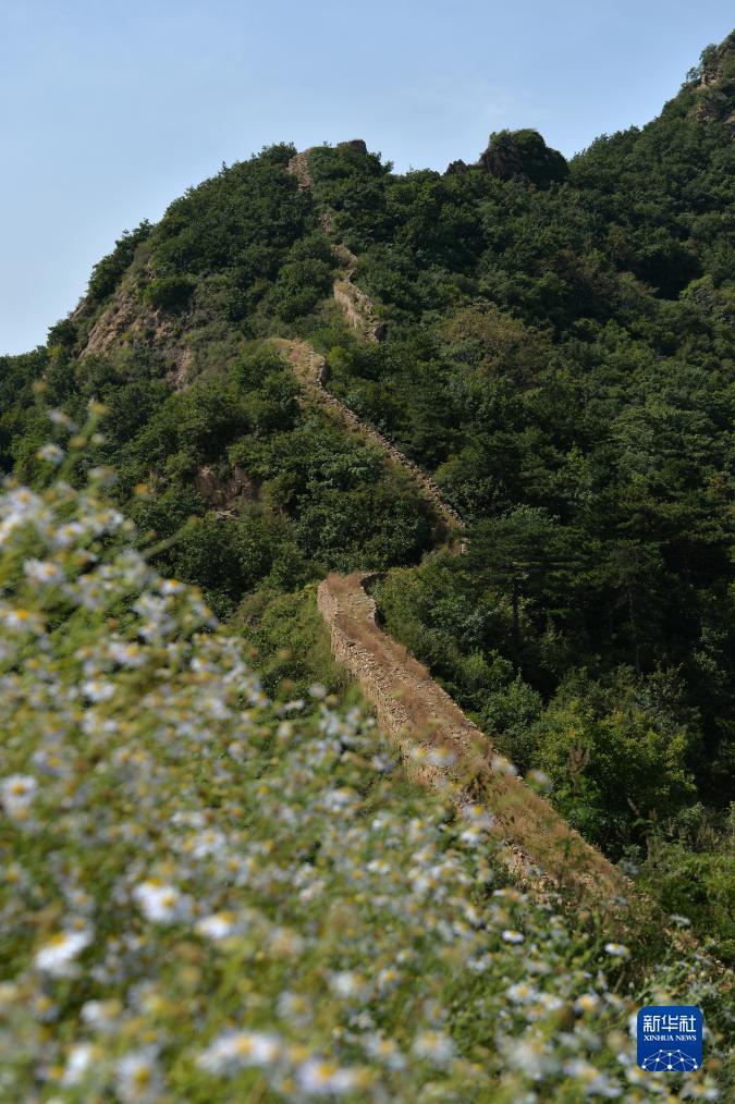 拉菲平台
